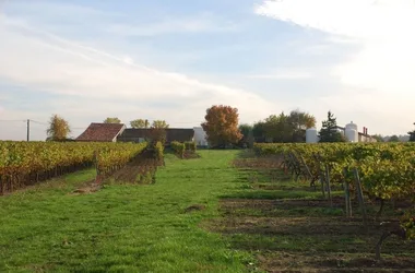 Gîtes de la Tacharderie - Côté Vignes