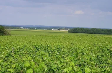 Gîtes de la Tacharderie - Côté Vignes