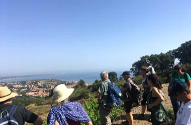 BALADE VINOHRANDO DANS LES VIGNES !