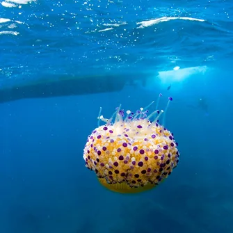 CIP COLLIOURE – DIVING SCHOOL