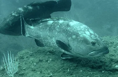 CIP COLLIOURE – DIVING SCHOOL