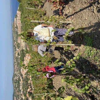 “VINOHRANDO”: WALK IN THE VINEYARDS