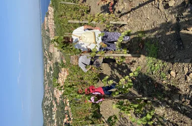 BALADE VINOHRANDO DANS LES VIGNES !