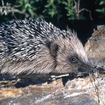 NATURALIST WALKS