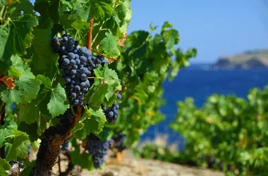 TERRES DES TEMPLIERS