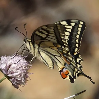 NATURALIST WALKS