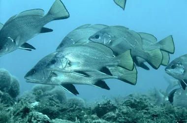 CIP COLLIOURE – DIVING SCHOOL