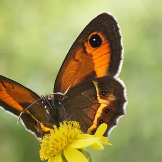 BALADES NATURALISTES