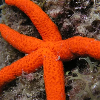 CIP COLLIOURE – DIVING SCHOOL