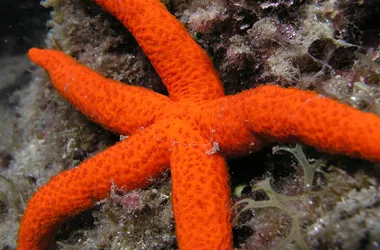 CIP COLLIOURE – DIVING SCHOOL