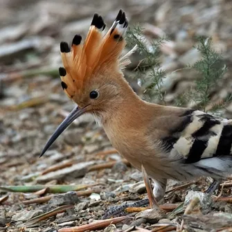 BALADES NATURALISTES