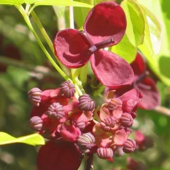 Arboretum National des Barres