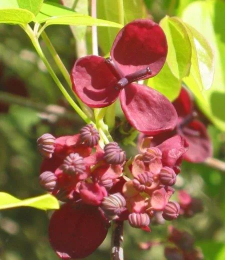 Arboretum National des Barres