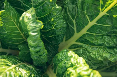 Miel et légumes bio “Du miel dans les salades”