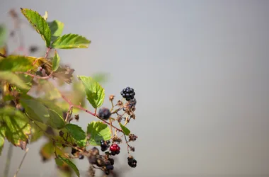 Pêche à l’étang des Landes de l’Aquiaulne