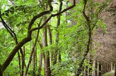 Arboretum National des Barres