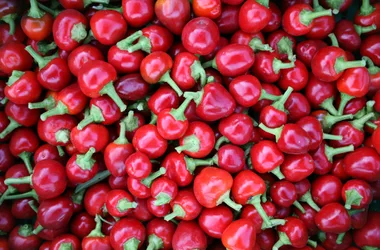 Miel et légumes bio “Du miel dans les salades”