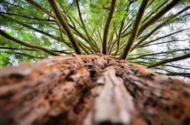 Arboretum National des Barres