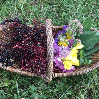 Sortie découverte des plantes sauvages comestibles en bord de Loire et canaux