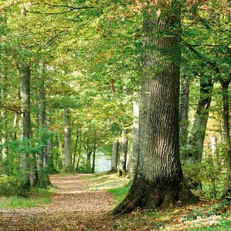 Forêt d’Orléans