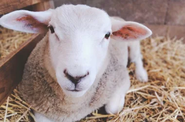 Ferme pédagogique L’Ecrin du Berger