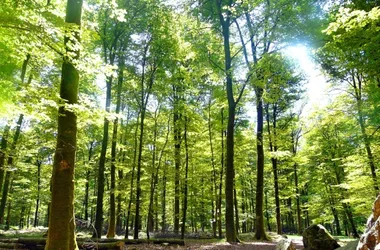 The forest of Fougères