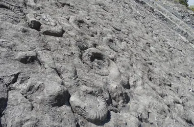 La dalle aux ammonites