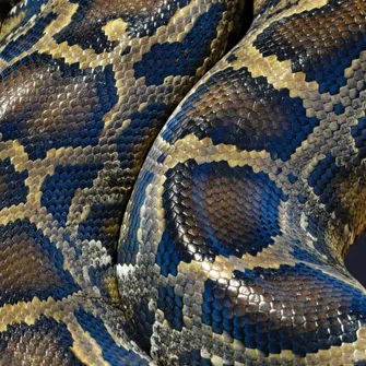 Anim’été au Musée Promenade : Serpents sympas d’ici