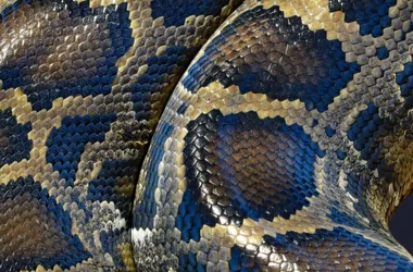 Anim’été au Musée Promenade : Serpents sympas d’ici