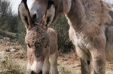 The gray donkey of Provence