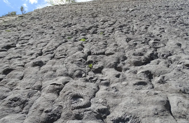 La dalle aux ammonites