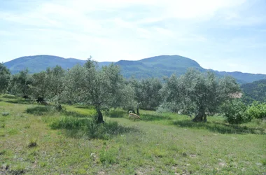 Olive trees in Estoublon