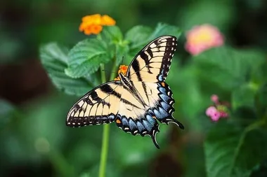 Visites guidées du Jardin des papillons