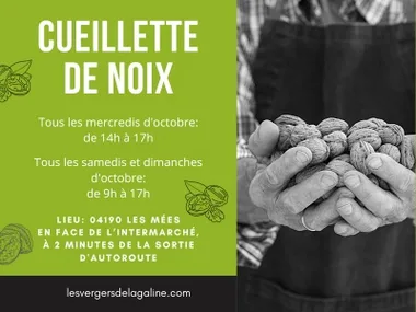 Cueillette de noix