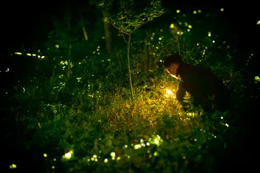 Indicative image fireflies