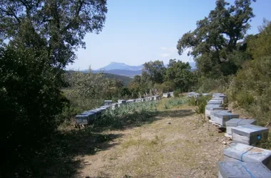 Apiaries of the white bastide