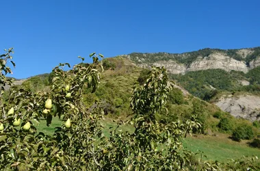 Paysage de production de la poire Sarteau