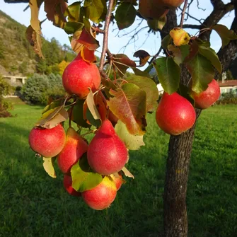 Foire de la Poire Sarteau