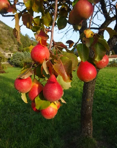 Foire de la Poire Sarteau