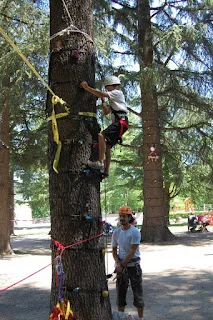 Grimp’arbre évènementiel