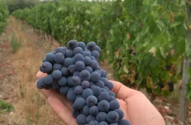 vigne longpré