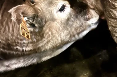 Calf under mother