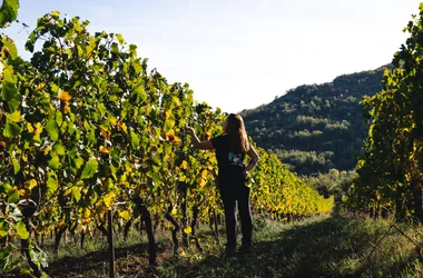 Domaine des côteaux d’Engraviès