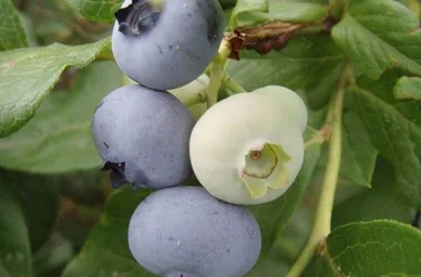 malpassadou blueberries