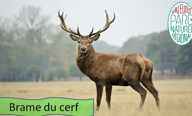 Soirée “Brame du cerf” + repas