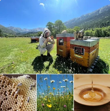 Visite de ruche, à la découverte des abeilles
