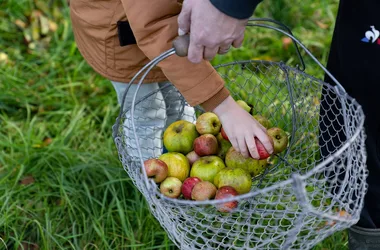 Äpfel aus unseren Obstgärten pflücken