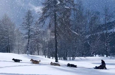 Chiens de traîneau à Morzine