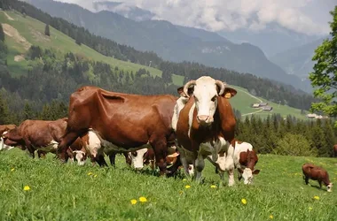 Visite de la ferme de Seraussaix