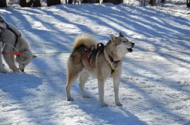 Chiens de traîneau à Morzine